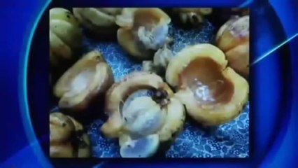 Premium Pure Garcinia Cambogia