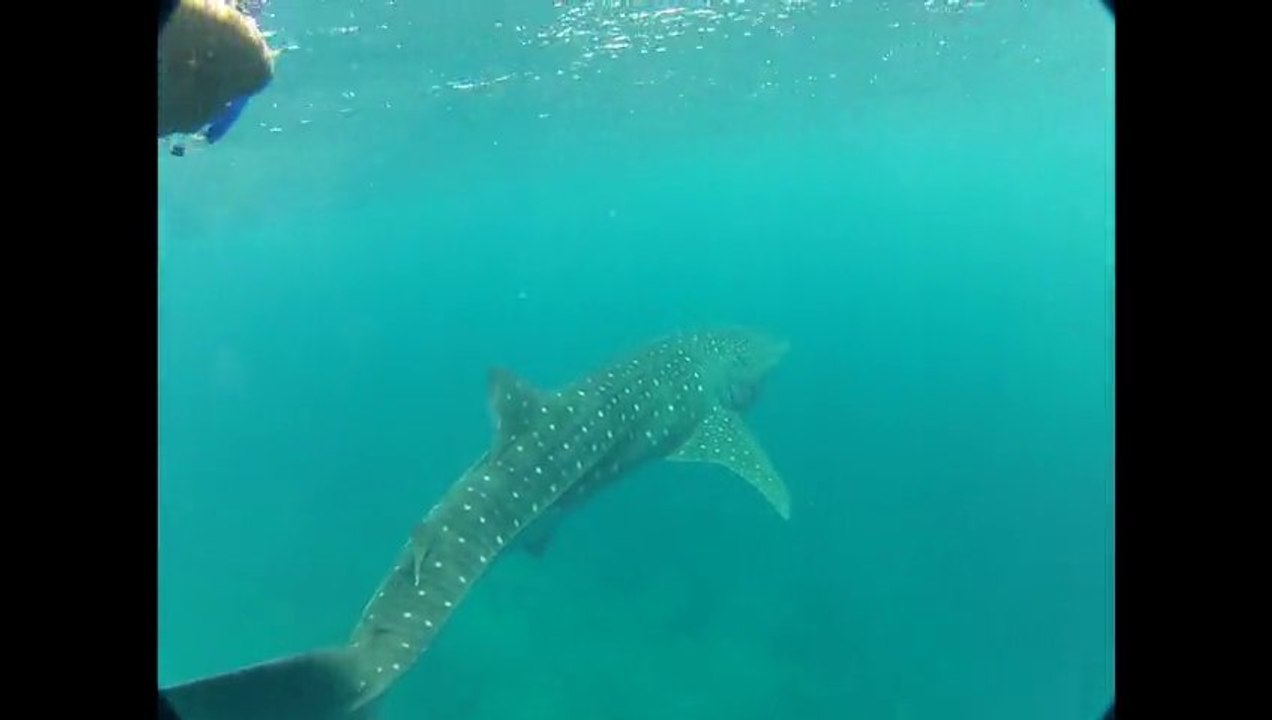 Requin Baleine aux Maldives