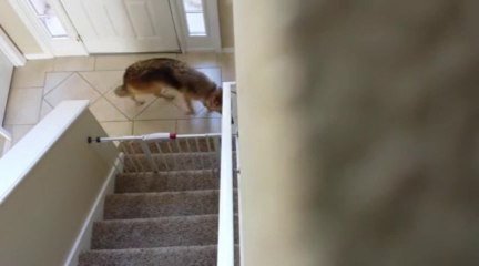 Nothing Says Safe Like This Wolf Unlocking A Baby Proof Gate