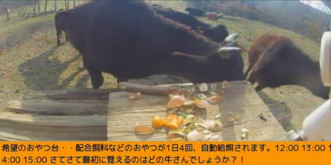 2014-01-04 13-20  牧場３号機　おやつタイム　トリさん？