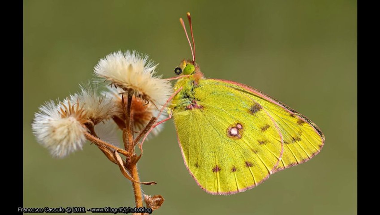 Foto Macro 2010 - Francesco Cassulo
