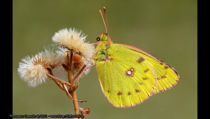 Foto Macro 2010 - Francesco Cassulo