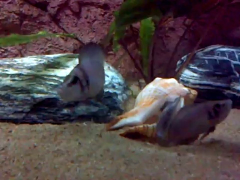 Ponte Altolamprologus Sp Compressiceps Shell "Sumbu" F0