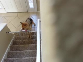 Clever Wolf Opens Baby Proof Gate