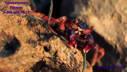 Отпуск на Мальдивах