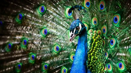 Beautiful Nature Images - Relaxing Music (Full 1080p HD)