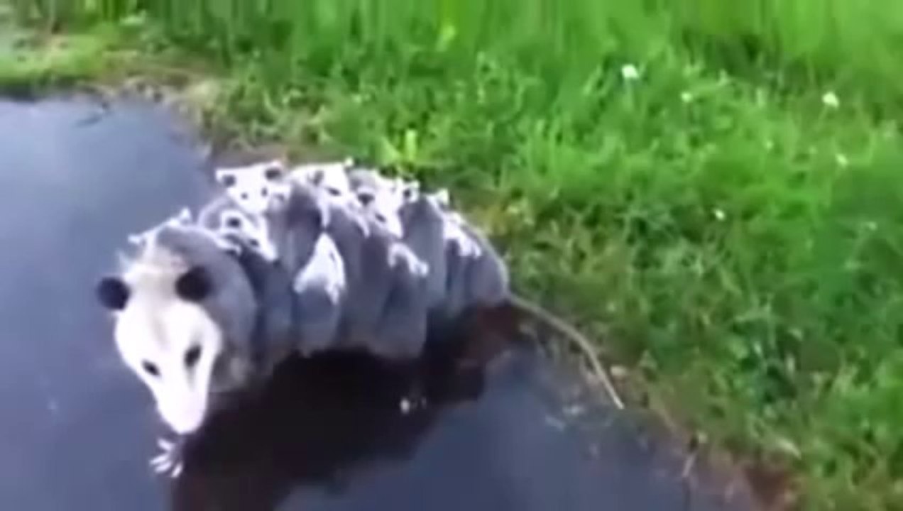 ◄► Un opossum transporte ses 15 bébés sur son dos (CUTE)