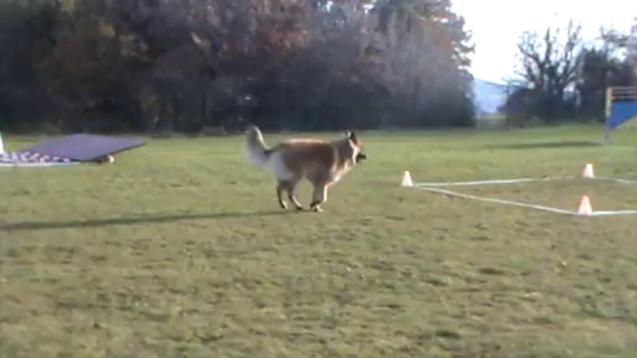 Iros obeissance en avant carre