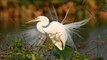 Birds - Egrets (PP720)