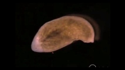 Mystery worm can regenerate its whole body