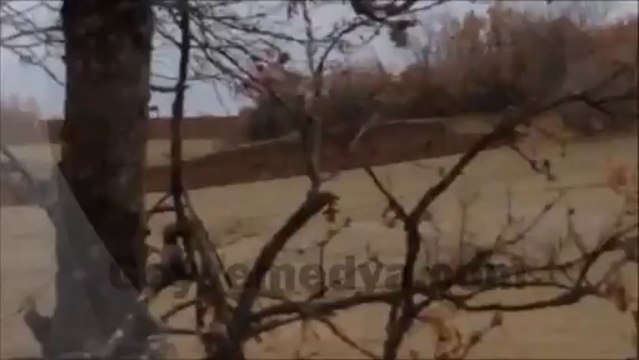 Geyve ormanlarında geyik görüldü -Geyve