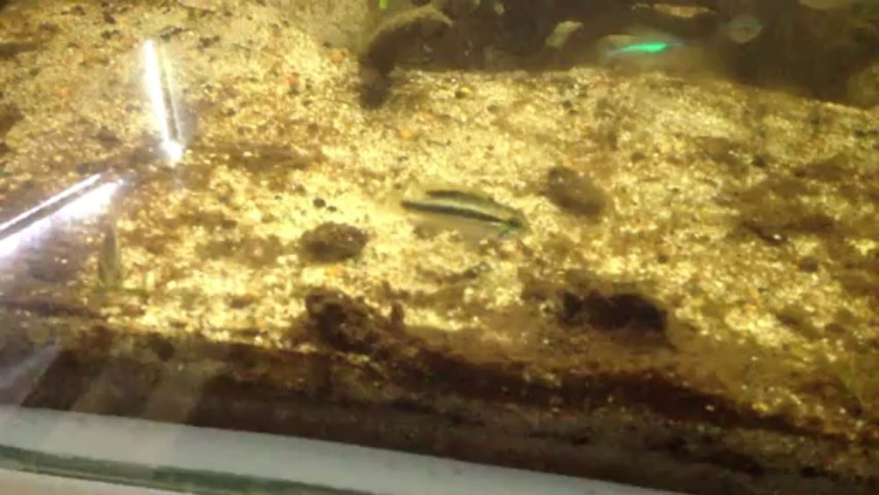 agassizii_itaya