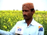 Mustard fields in Tharparkar-05 Jan 2014