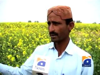 Mustard fields in Tharparkar-05 Jan 2014