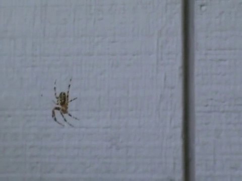 Une araignée qui a peur des cris! Marrant