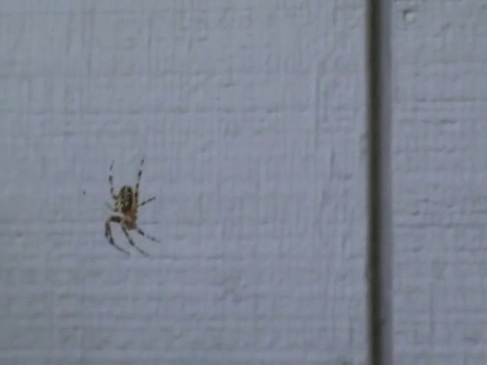 Une araignée qui a peur des cris! Marrant