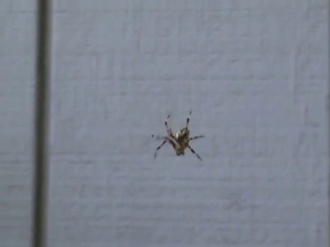 Funny Spider Yelling!!