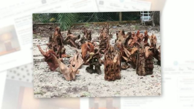 Driftwood Mosaic Tek Petite Table Lamp Home Decor - Desk Table Floor Lamp