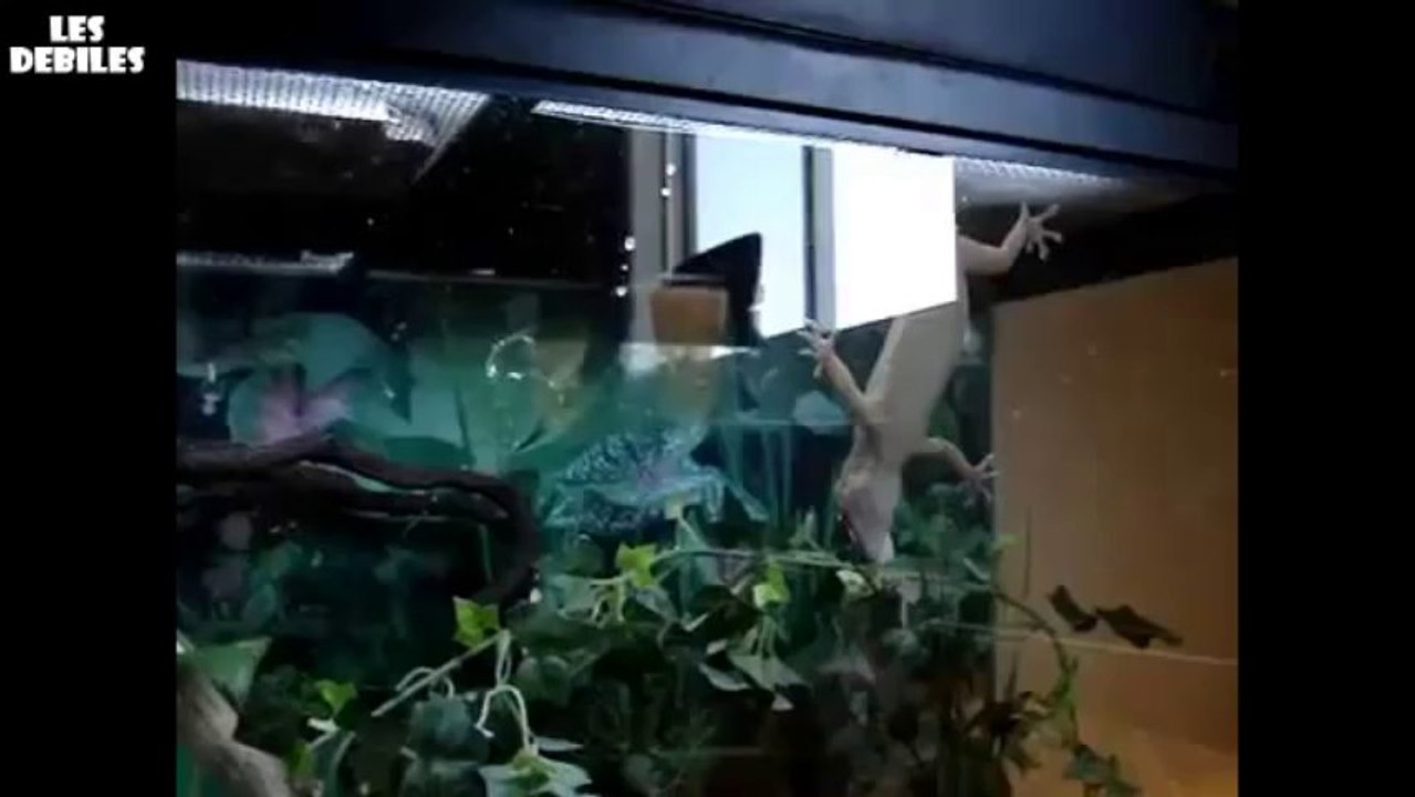 ◄► Un lezard hyper rapide qui saute plus vite que son ombre (WTF)