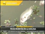 La Molina: vecinos hallan cientos de peces muertos en laguna del distrito
