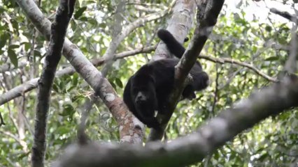 Singe hurleur à Cerro Cahui - Brüllaffe