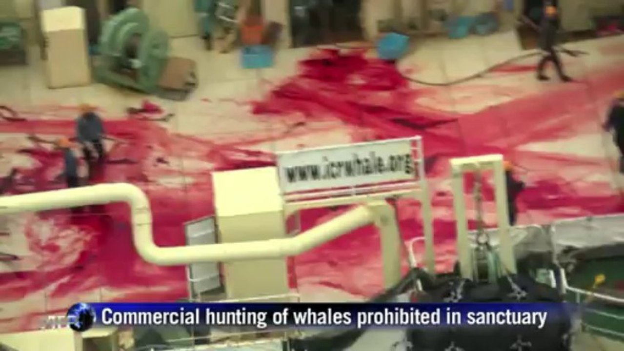 Sea Shepherd catches Japanese fleet, four whales dead