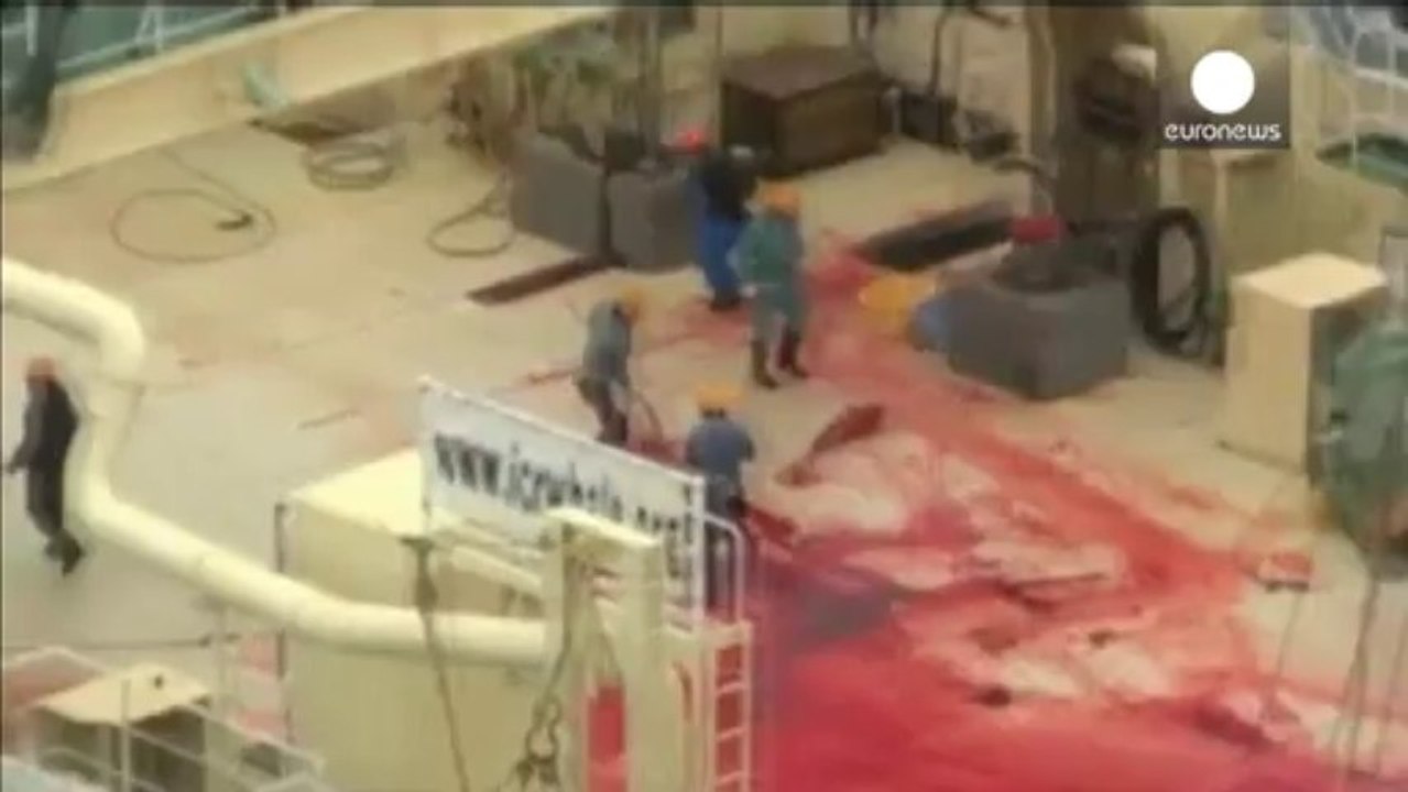 Sea Shepherd dénonce le massacre de baleines dans un sanctuaire