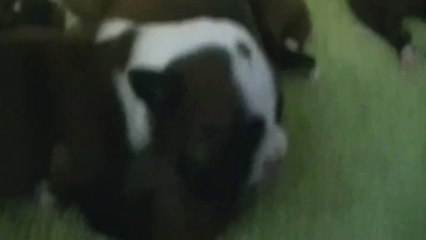 8ème vidéo : 5ème chiot de la 14ème portée de Staffordland