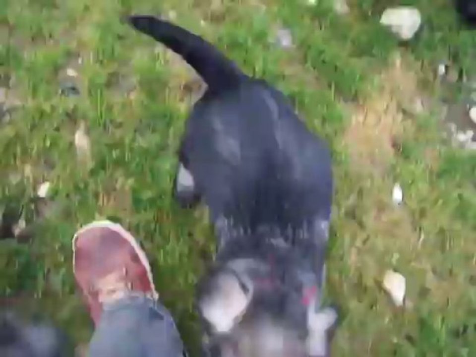 bébés Schnauzers moyens