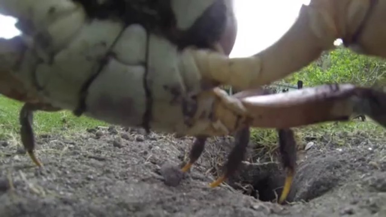 Un crabe vole une GoPro!