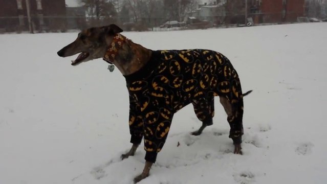 Excited Dog In Batman PJ’s Plays In Snow