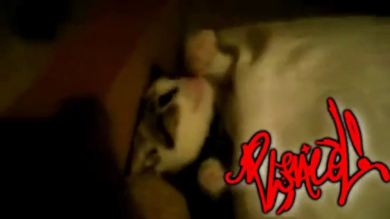 PWNED - Pwned Kitty Cat (What is IN this box)
