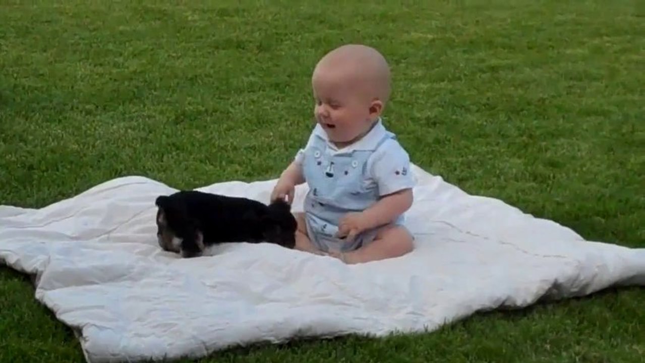 Puppy Attack On Baby