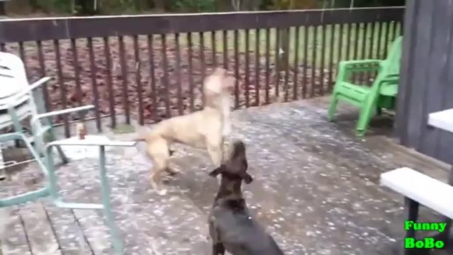 Des Chiens qui mangent de la neige et jouent avec - Compilation d'animaux marrant!