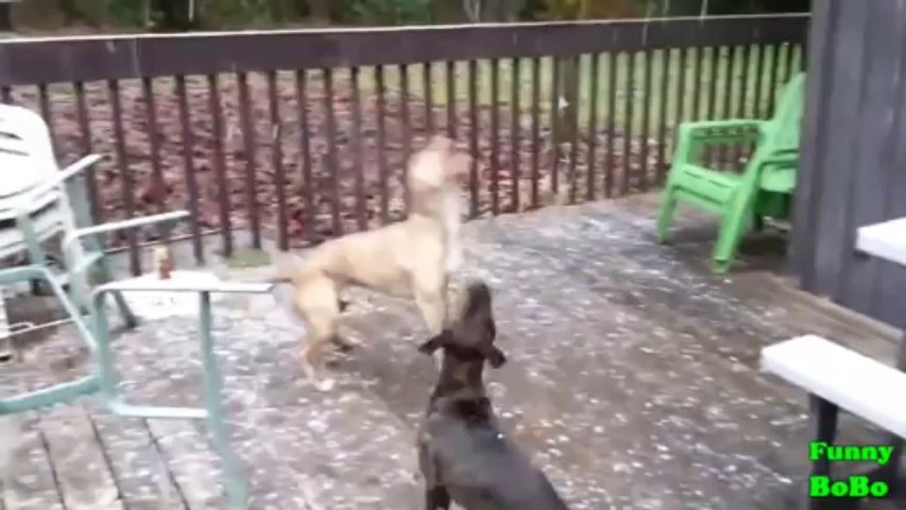 Des Chiens qui mangent de la neige et jouent avec - Compilation d'animaux marrant!