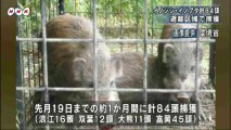 20140106避難区域イノシシ等８４頭捕獲