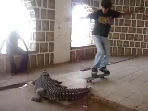 Sauter en skateboard au-dessus d'un crocodile
