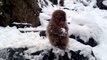 Monkey Enjoys Snowball Snack