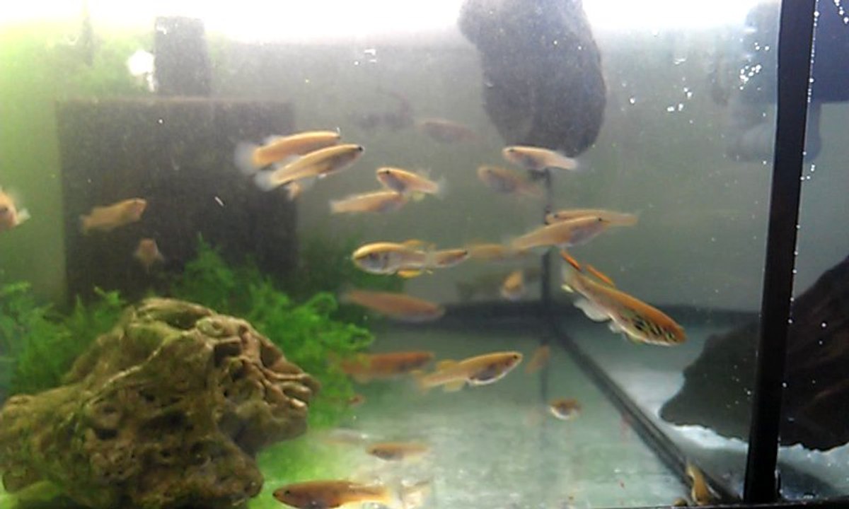 killifish fundulopanchax gardneri