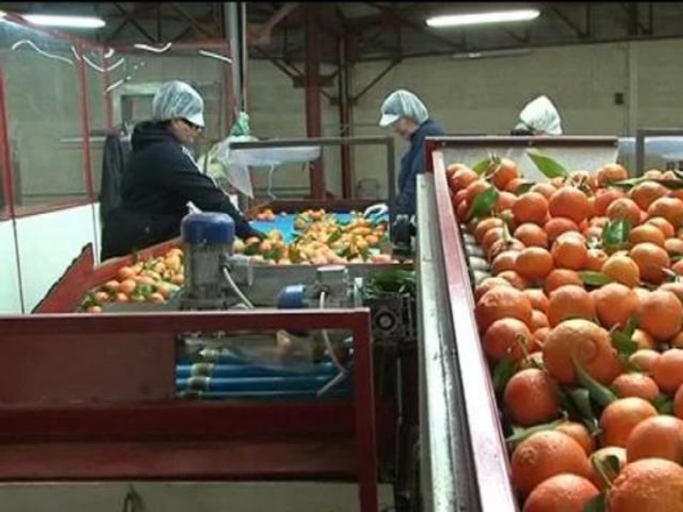 Grève à la SNCM : les producteurs de clémentine...