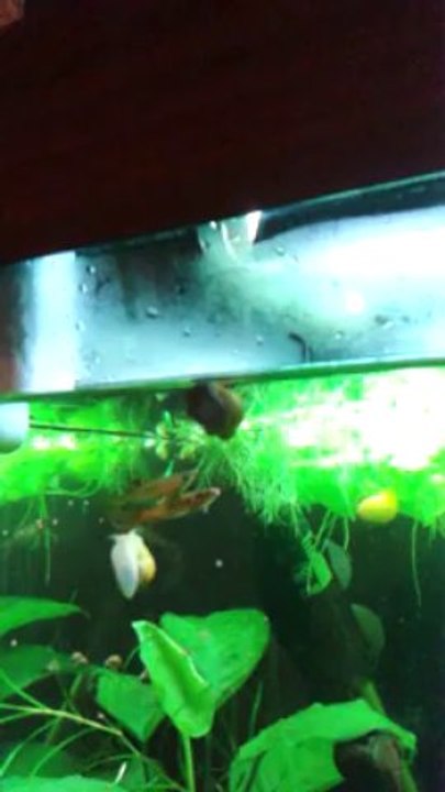 copellas qui sautent