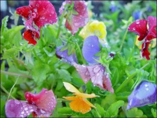 ESIN KUMRAL Greensleeves