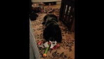 [IRL] Mon chien ouvre son cadeau de Noël 2013!