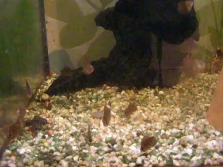 papa et maman surveillent