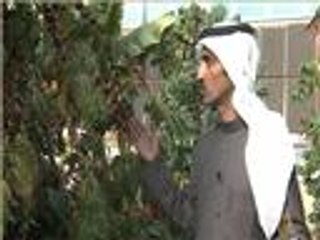 شاب كويتي يزرع البن بمنطقة الخليج