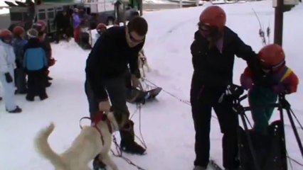 chiens de traîneau 1