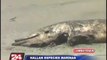 Chiclayo: hallan más de 40 especies marinas muertas en Puerto Eten