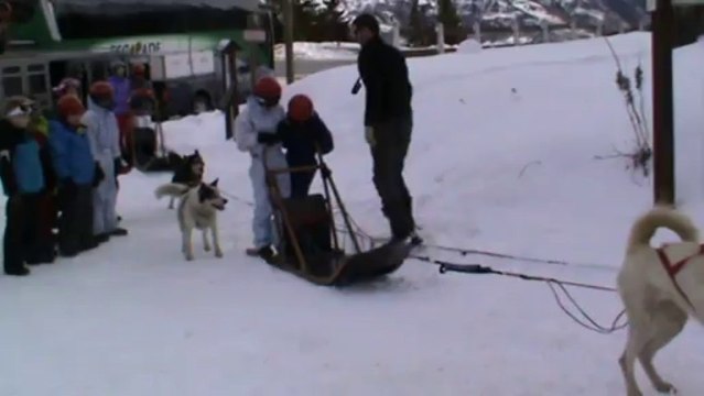 chiens de traîneau 4