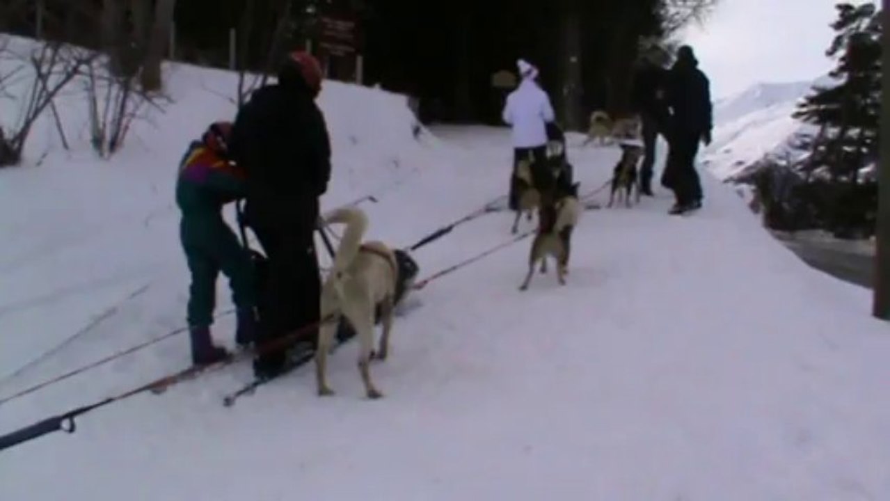 chiens de traîneau 2