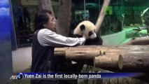 First Taiwan-born panda cub Yuan Zai makes public debut